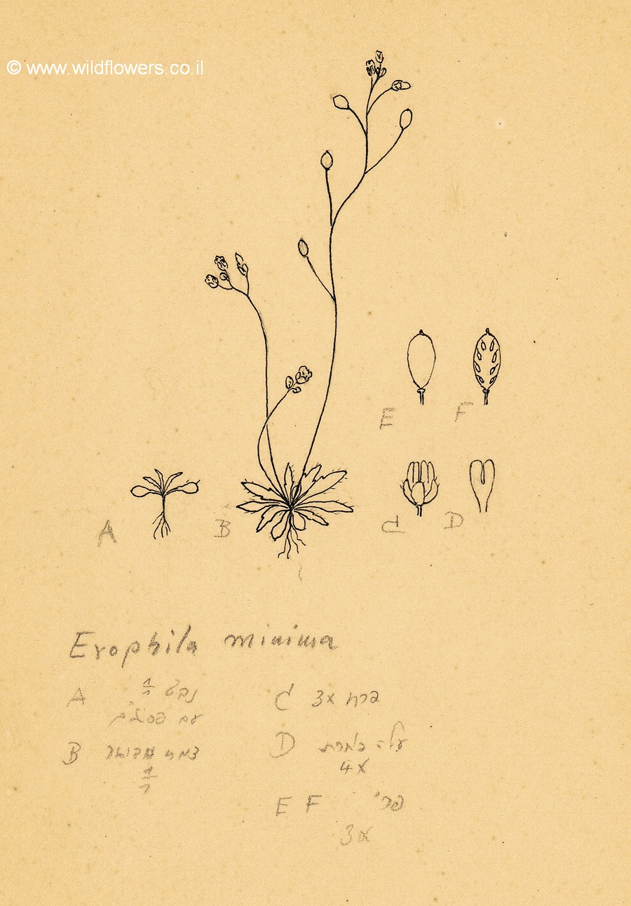 Erophila minima